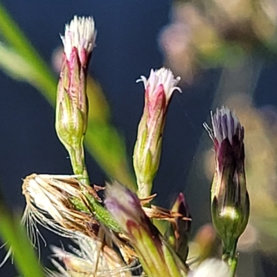 Symphyotrichum subulatum (Wild Aster, Bushy Starwort) at Lyneham, ACT - 31 Mar 2023 by trevorpreston