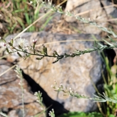 Symphyotrichum subulatum at Lyneham, ACT - 31 Mar 2023