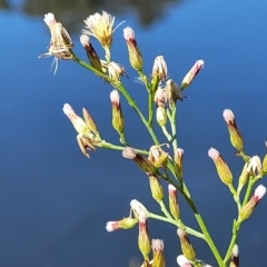 Symphyotrichum subulatum at Lyneham, ACT - 31 Mar 2023