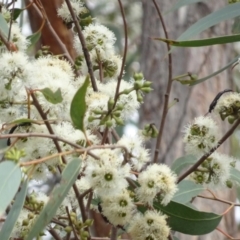 Tiphiidae (family) (Unidentified Smooth flower wasp) at Molonglo Valley, ACT - 31 Mar 2023 by AndyRussell