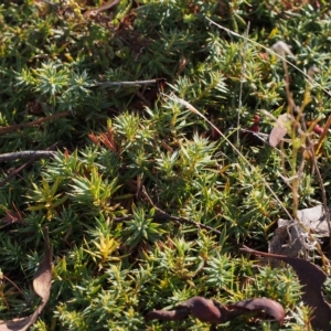 Astroloma humifusum at Kambah, ACT - 30 Mar 2023