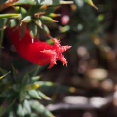 Astroloma humifusum at Kambah, ACT - 30 Mar 2023