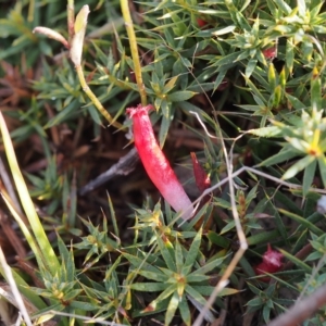 Astroloma humifusum at Kambah, ACT - 30 Mar 2023