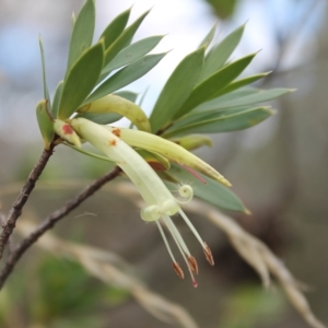 Styphelia triflora at Carwoola, NSW - 31 Mar 2023 02:40 PM