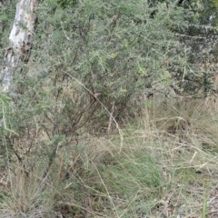 Dillwynia sieberi (Sieber's Parrot Pea) at Carwoola, NSW - 31 Mar 2023 by LPadg