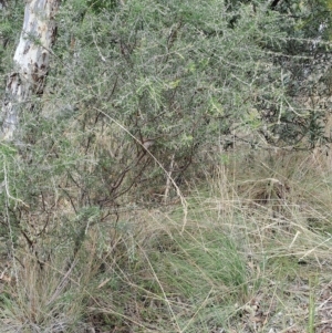 Dillwynia sieberi at Carwoola, NSW - 31 Mar 2023 02:01 PM