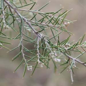 Dillwynia sieberi at Carwoola, NSW - 31 Mar 2023 02:01 PM