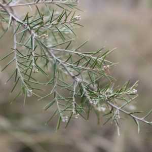 Dillwynia sieberi at Carwoola, NSW - 31 Mar 2023 02:01 PM