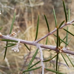 Dillwynia sieberi at Carwoola, NSW - 31 Mar 2023 02:01 PM