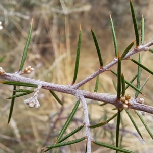 Dillwynia sieberi at Carwoola, NSW - 31 Mar 2023 02:01 PM