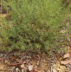 Daviesia genistifolia at Carwoola, NSW - 31 Mar 2023 01:53 PM