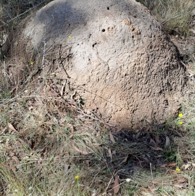 Nasutitermes exitiosus (Snouted termite, Gluegun termite) at Stony Creek Nature Reserve - 31 Mar 2023 by LPadg