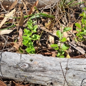 Veronica plebeia at Carwoola, NSW - 31 Mar 2023 01:06 PM