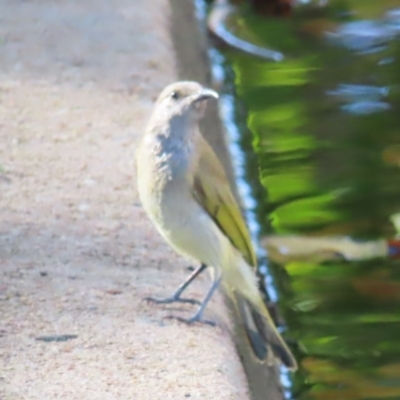 Lichmera indistincta (Brown Honeyeater) at Cairns City, QLD - 30 Mar 2023 by MatthewFrawley