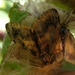 Orgyia anartoides (Painted Apple Moth) at Charleys Forest, NSW - 31 Mar 2023 by arjay