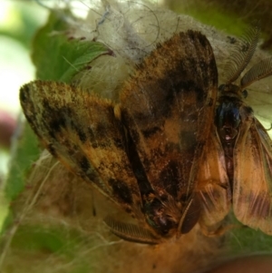 Orgyia anartoides at Charleys Forest, NSW - 31 Mar 2023