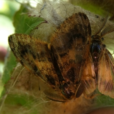 Orgyia anartoides (Painted Apple Moth) at Mongarlowe River - 31 Mar 2023 by arjay