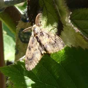 Orgyia anartoides at Charleys Forest, NSW - 31 Mar 2023