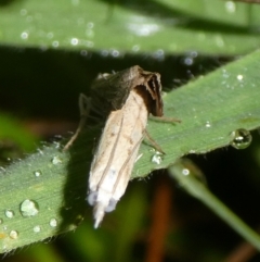 Faveria tritalis (Couchgrass Webworm) at Charleys Forest, NSW - 30 Mar 2023 by arjay