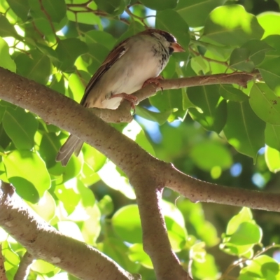 Passer domesticus (House Sparrow) at Cairns City, QLD - 30 Mar 2023 by MatthewFrawley