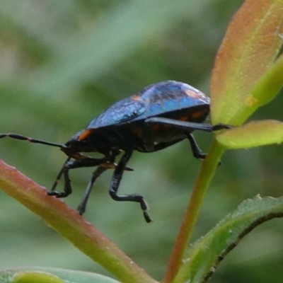 Cermatulus nasalis (Predatory shield bug, Glossy shield bug) at Charleys Forest, NSW - 30 Mar 2023 by arjay