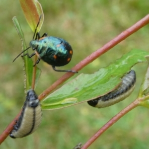 Cermatulus nasalis at Charleys Forest, NSW - 30 Mar 2023