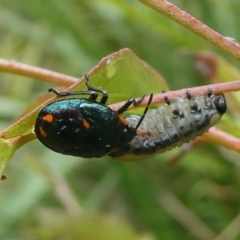 Cermatulus nasalis at Charleys Forest, NSW - 30 Mar 2023