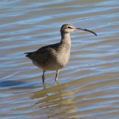Numenius phaeopus (Whimbrel) at Cairns City, QLD - 30 Mar 2023 by MatthewFrawley