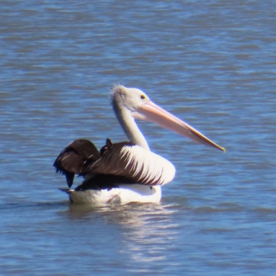 Pelecanus conspicillatus (Australian Pelican) at Cairns City, QLD - 29 Mar 2023 by MatthewFrawley