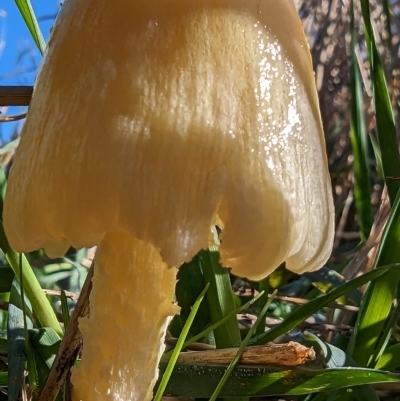 zz agaric (stem; gill colour unknown) at Watson, ACT - 31 Mar 2023 by sbittinger