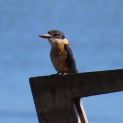 Todiramphus sanctus (Sacred Kingfisher) at Cairns City, QLD - 29 Mar 2023 by MatthewFrawley