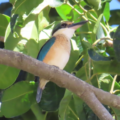 Todiramphus sanctus (Sacred Kingfisher) at Cairns City, QLD - 29 Mar 2023 by MatthewFrawley