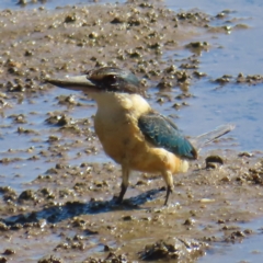 Todiramphus sanctus (Sacred Kingfisher) at Cairns City, QLD - 29 Mar 2023 by MatthewFrawley