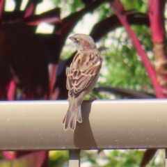 Passer domesticus (House Sparrow) at Cairns North, QLD - 30 Mar 2023 by MatthewFrawley