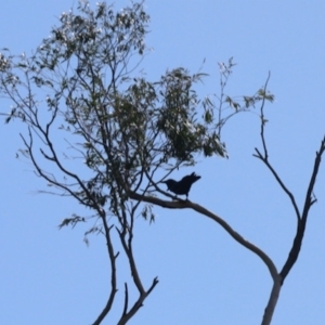 Corvus coronoides at Aranda, ACT - 31 Mar 2023