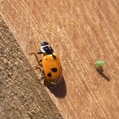 Hippodamia variegata at Molonglo Valley, ACT - 31 Mar 2023