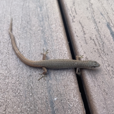 Saproscincus mustelinus (Weasel Skink) at Long Beach, NSW - 31 Mar 2023 by mbmiyagi