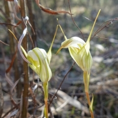 Diplodium reflexum (Dainty Greenhood) at Molonglo Valley, ACT - 30 Mar 2023 by RobG1