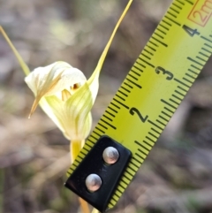 Diplodium reflexum at Molonglo Valley, ACT - 31 Mar 2023