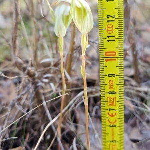 Diplodium reflexum at Molonglo Valley, ACT - 31 Mar 2023