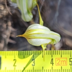 Diplodium reflexum at Molonglo Valley, ACT - 31 Mar 2023