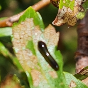 Caliroa cerasi at Wambrook, NSW - 31 Mar 2023