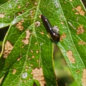 Caliroa cerasi at Wambrook, NSW - 31 Mar 2023