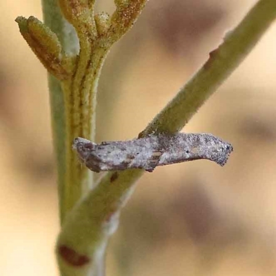 Epermenia exilis at O'Connor, ACT - 24 Mar 2023 by ConBoekel
