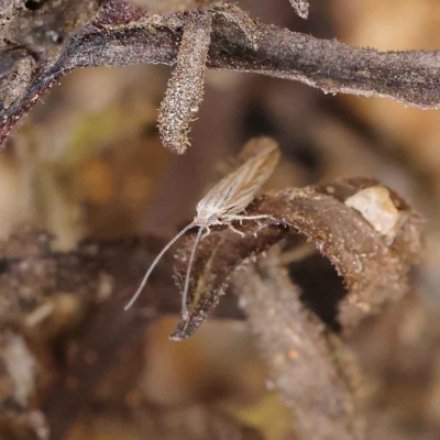 Hednota species near grammellus (Pyralid or snout moth) at O'Connor, ACT - 24 Mar 2023 by ConBoekel