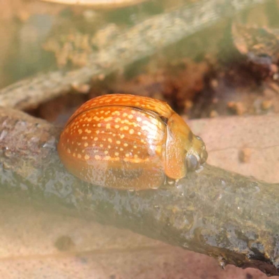 Paropsisterna cloelia (Eucalyptus variegated beetle) at O'Connor, ACT - 24 Mar 2023 by ConBoekel