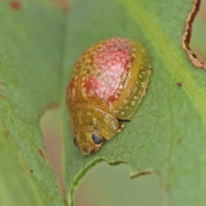 Paropsisterna fastidiosa at O'Connor, ACT - 24 Mar 2023 03:29 PM