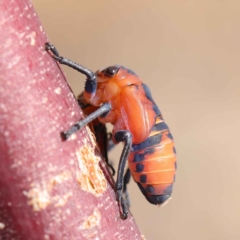 Eurymela fenestrata (Gum tree leafhopper) at O'Connor, ACT - 24 Mar 2023 by ConBoekel