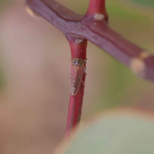 Katipo rubrivenosa at O'Connor, ACT - 24 Mar 2023 03:12 PM