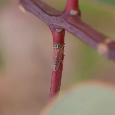 Katipo rubrivenosa (A leafhopper) at O'Connor, ACT - 24 Mar 2023 by ConBoekel